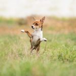 Dog Poop Pickup in Allen Park